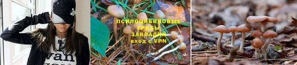 стафф Аркадак